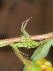 Thomisidae