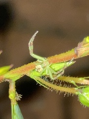 Thomisidae