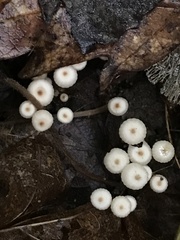 Marasmius bulliardii
