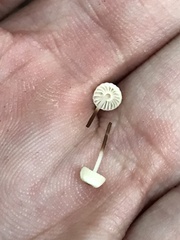 Marasmius bulliardii