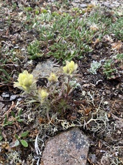 Castilleja hyperborea