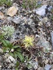 Castilleja hyperborea