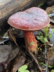 Boletus barragensis