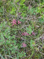 Exobasidium karstenii