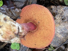 Boletus barragensis