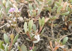 Limonium caspium