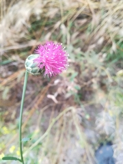 Mantisalca salmantica