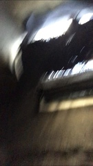 Latrodectus hasselti