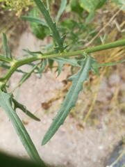 Mantisalca salmantica