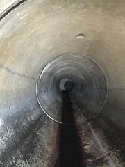 Latrodectus hasselti