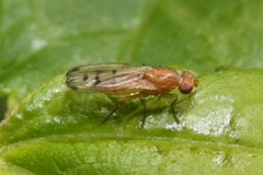 Opomyza florum