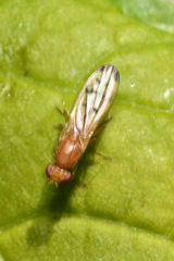 Opomyza florum