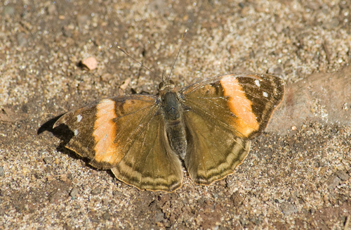 Agathina Emperor photo 4