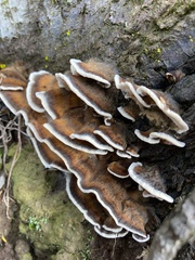 Datronia brunneoleuca