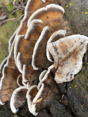 Datronia brunneoleuca