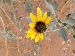 Helianthus niveus tephrodes