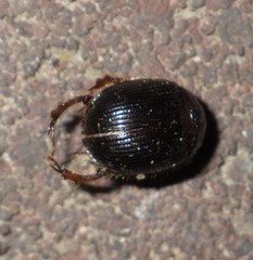 Odonteus armiger