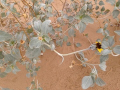 Helianthus niveus tephrodes