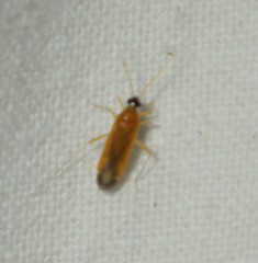 Phylus melanocephalus