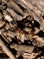 Manica