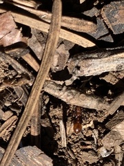 Manica