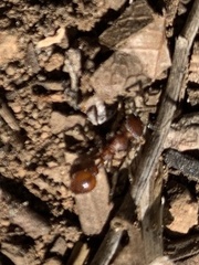 Manica