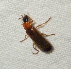 Rhagonycha lutea