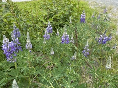 Lupinus nootkatensis