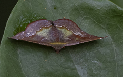 Fascellina meligerys