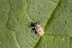 Microlarinus lareynii