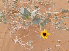 Helianthus niveus tephrodes