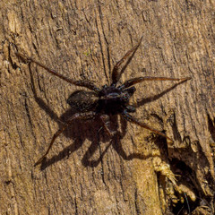 Lycosidae