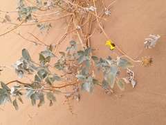Helianthus niveus tephrodes