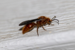 Sphaeropthalma edwardsii