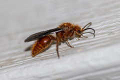 Sphaeropthalma edwardsii