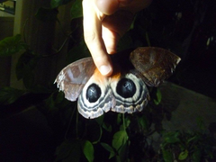 Automeris postalbida