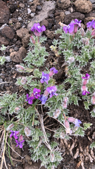 Oxytropis pumilio