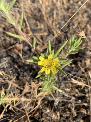 Centromadia fitchii