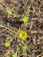 Centromadia fitchii