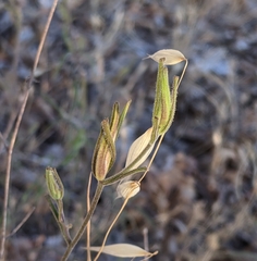 Cordylanthus pilosus