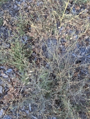 Cordylanthus pilosus