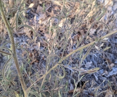 Cordylanthus pilosus