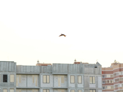 Turdus pilaris
