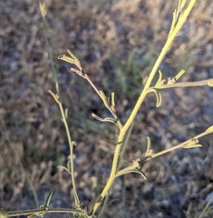 Cordylanthus pilosus