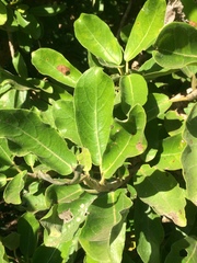 Ficus stuhlmannii