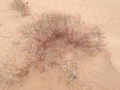 Eriogonum deserticola