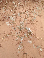 Eriogonum deserticola