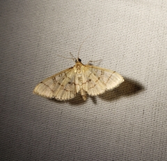 Blepharomastix ranalis
