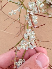 Eriogonum deserticola