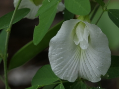 Clitoria ternatea albiflora